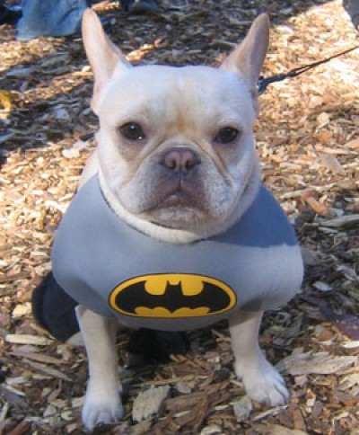 Animals Dressed as Batman Characters