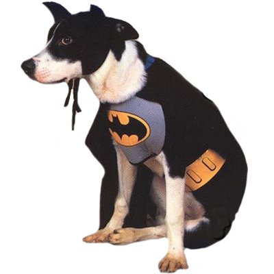 Animals Dressed as Batman Characters