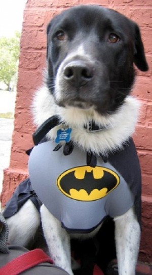 Animals Dressed as Batman Characters