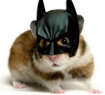 Animals Dressed as Batman Characters