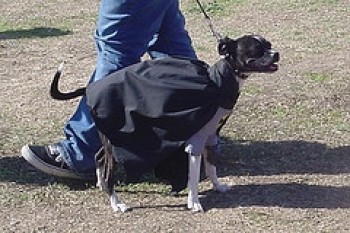 Animals Dressed as Batman Characters