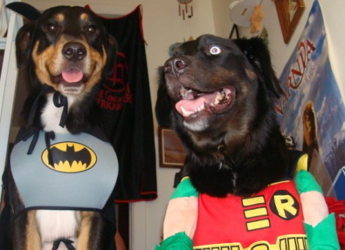 Animals Dressed as Batman Characters