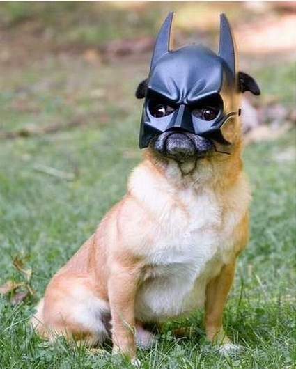 Animals Dressed as Batman Characters