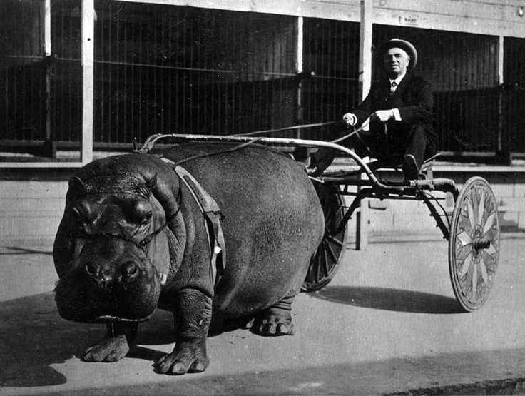 Hippo cart in 1924. The hippo belonged to a circus and apparently enjoyed pulling the cart as a trick