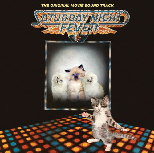Cats Recreate Album Covers