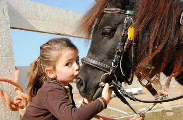 Human and animal friendships