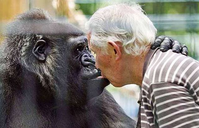 Human and animal friendships