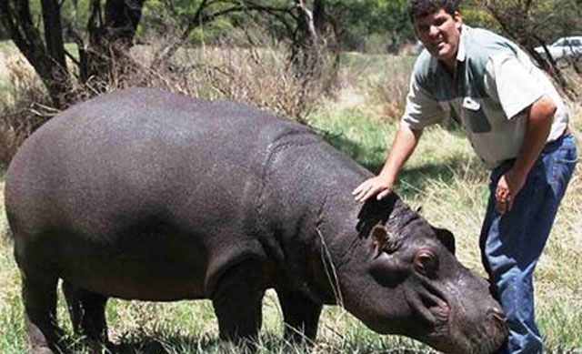 Human and animal friendships