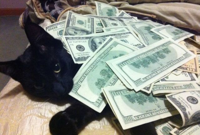 Gangsta Cats