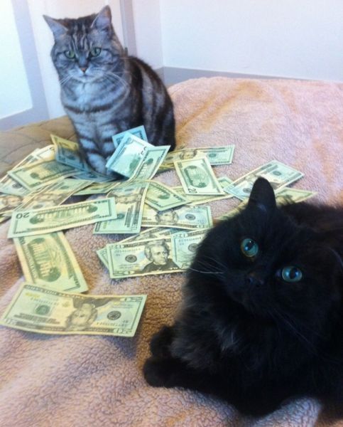 Gangsta Cats