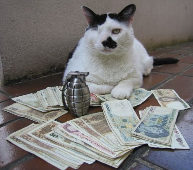 Gangsta Cats