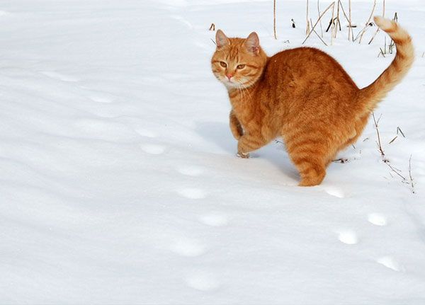 Snowcats