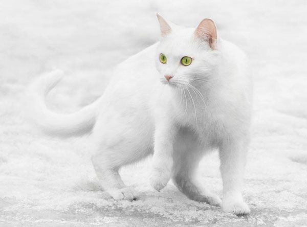 Snowcats