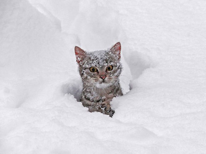 Snowcats