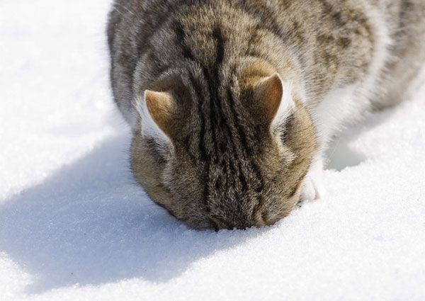 Snowcats