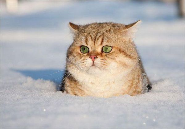 Snowcats