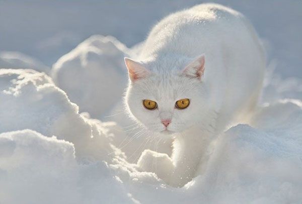 Snowcats