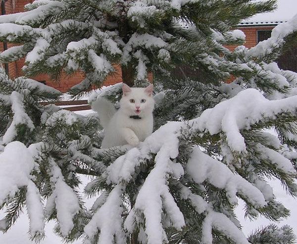 Snowcats