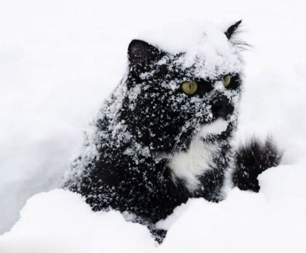 Snowcats