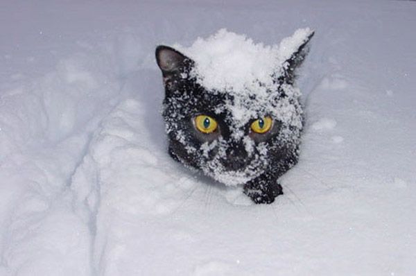 Snowcats