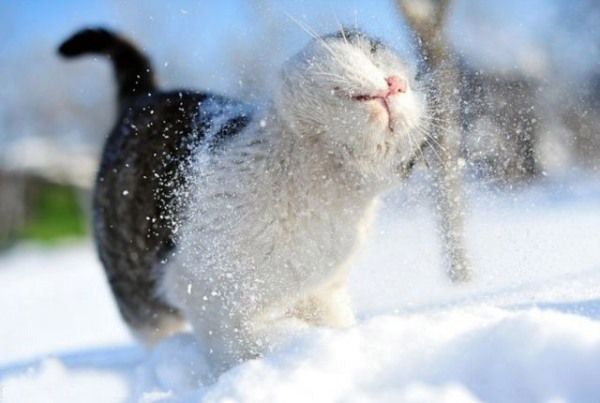 Snowcats