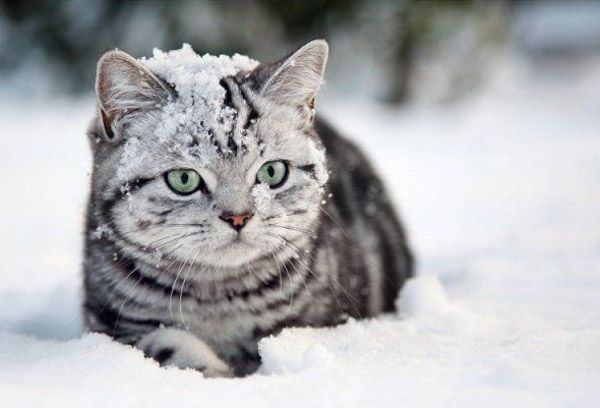 Snowcats