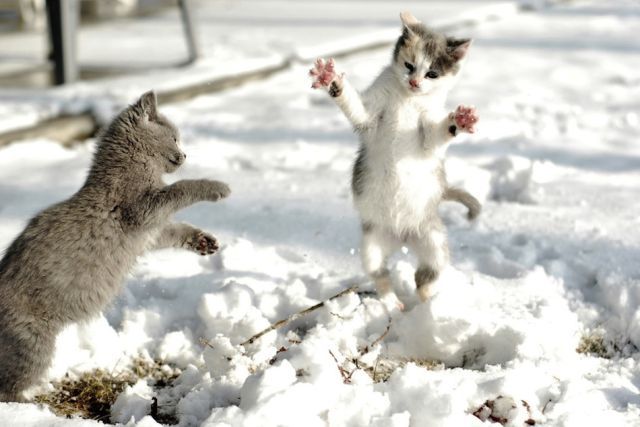 Snowcats