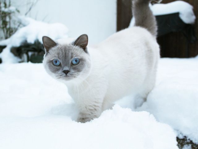 Snowcats