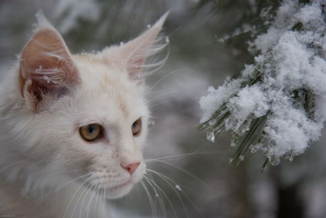 Snowcats