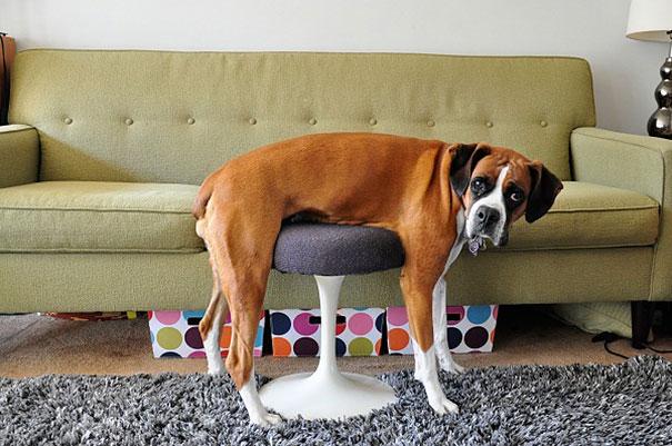 Animals and Furniture Fail Edition