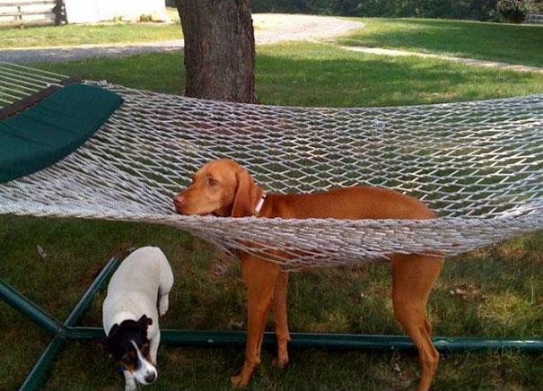 Animals and Furniture Fail Edition