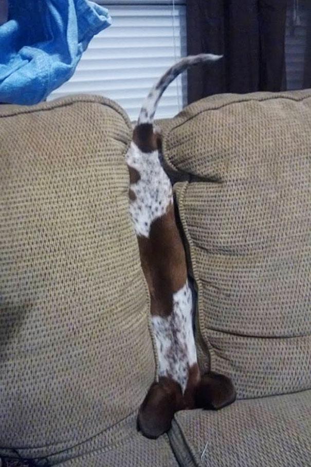 Animals and Furniture Fail Edition