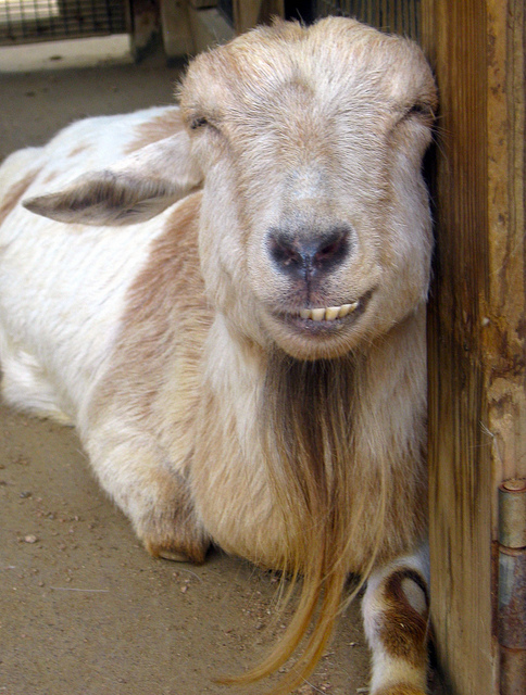 That Goat has Devil Eyes