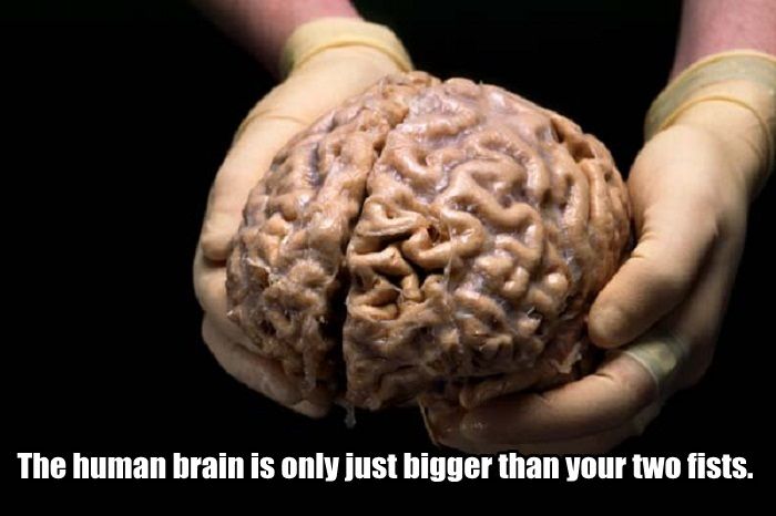 Facts you didn't know about your brain