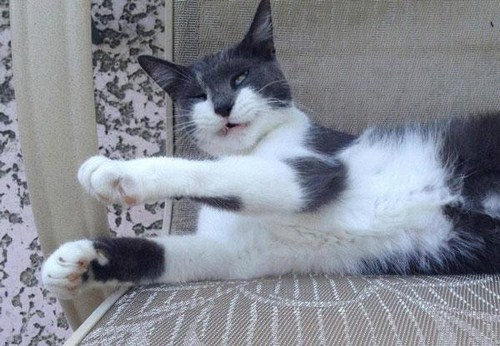 Cats caught sneezing