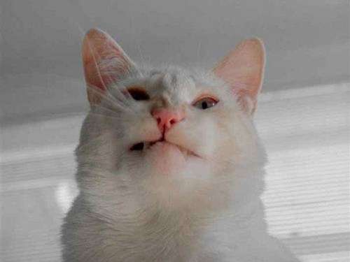 Cats caught sneezing