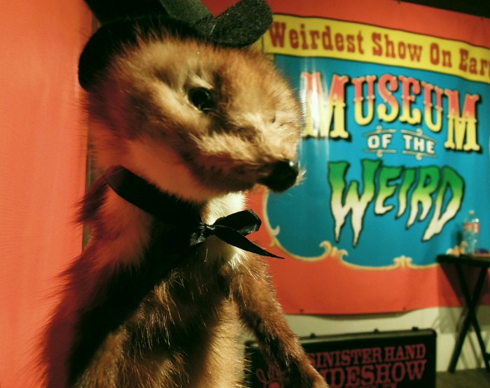 Located in one of the “weirdest” cities in the United States the Museum of the Weird fits right in. The place is a labor of love for the husband and wife owners, Steve and Veronica Busti.

Inside you’ll wander down twisted hallways and find yourself face to face with wax figures. Filled with older horror movie monsters, the Texas Bigfoot, pirate skeletons, King Kong, Jo-Jo the Dog-Faced Boy.