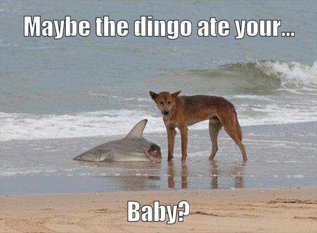 dingo eats shark