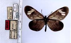 Actinate Zikari, Butterfly, South America