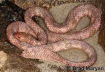Leaf Scaled Sea Snake, Reptile, Australia