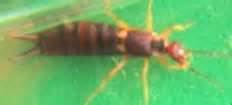Seychelles Earwig, Insect, Seychilles