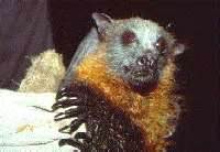 Bulmers Fruit Bat, Megabat, Papia New Guinea