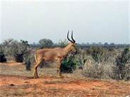 Hirola, Antelope, East Africa