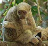 Northern Muriqul, Monkey, Brazil