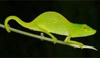 Tarzans Chameleon, Reptile, Madagascar