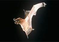 Seychelles Seath Tailed Bat, Bat, Seychelles
