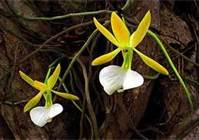 Cayman Islands Ghost Orchid, Flowering Plant, Cayman Islands