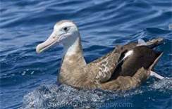 Amsterdan Island Albatross, Bird, Southern Indian Ocean