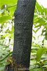 Diospyros Katendel, Tree, Uganda