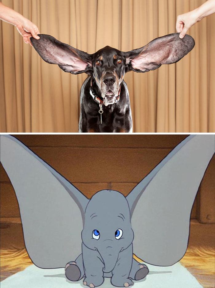 Look-Alike Dog Memes - dog meme that looks like Dumbo